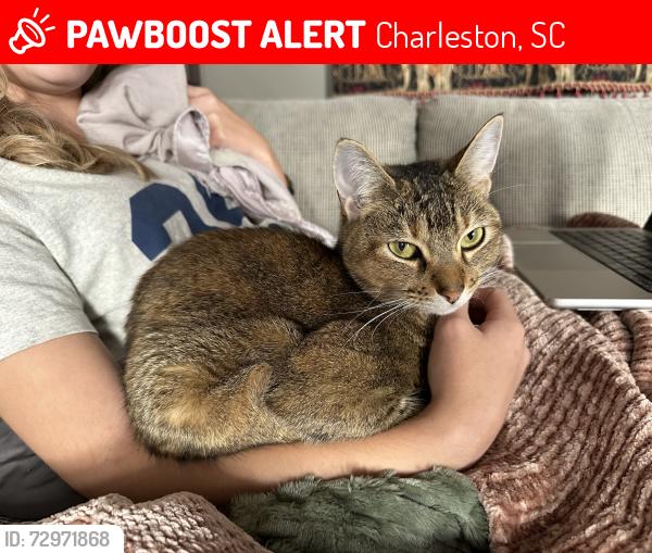 Lost Female Cat last seen Near West apmts , Charleston, SC 29414