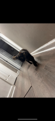 Reunited Female Cat last seen mercury st and plymouth abe, Altamonte Springs, FL 32701