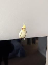 Found/Stray Unknown Bird last seen Inside my building 4848 Pin Oak Park, Houston, TX 77081