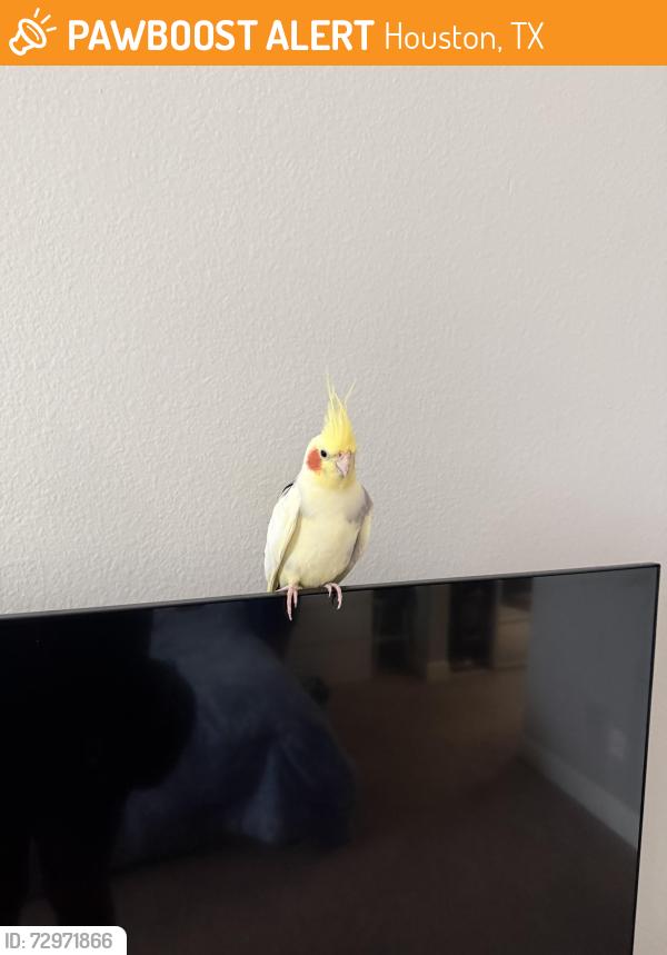 Found/Stray Unknown Bird last seen Inside my building 4848 Pin Oak Park, Houston, TX 77081