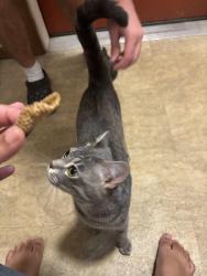 Reunited Male Cat last seen McKenna woods apt, Madison, WI 53719