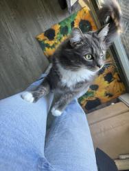 Reunited Male Cat last seen O’haras creek /Cranstons , Middle Dural, NSW 2158
