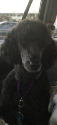 Lost Male Dog last seen Long Island Ave / South service rd Long Island expressway, Medford, NY 11763