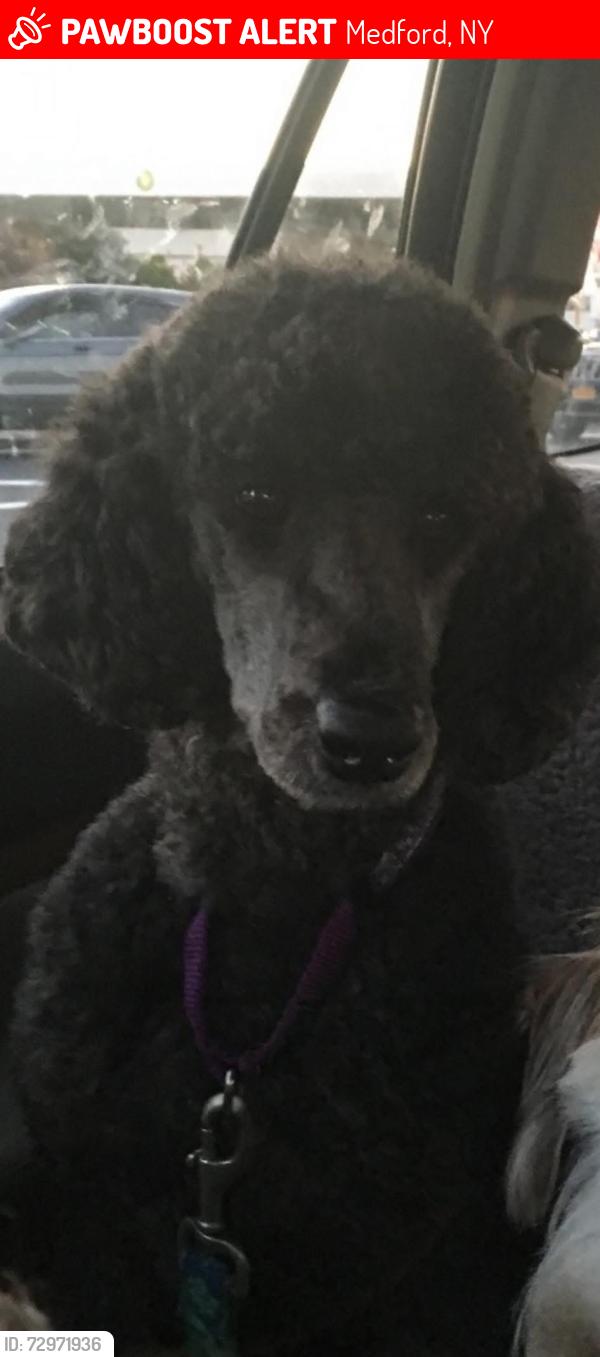 Lost Male Dog last seen Long Island Ave / South service rd Long Island expressway, Medford, NY 11763