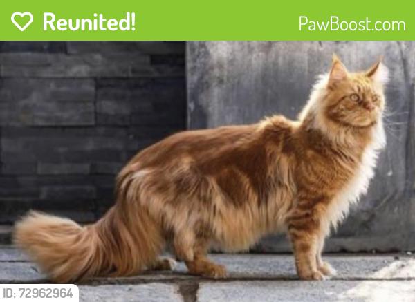 Reunited Unknown Cat last seen Rosita and Paloma in Del Rey Oaks, Del Rey Oaks, CA 93940