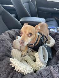 Lost Male Dog last seen Lowe and Elizabeth street, Ashland City, TN 37015