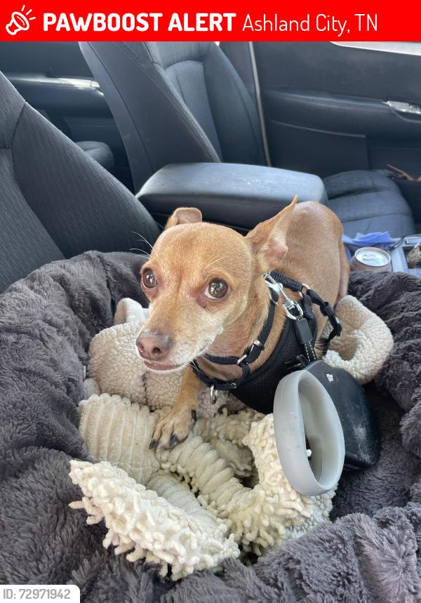 Lost Male Dog last seen Lowe and Elizabeth street, Ashland City, TN 37015