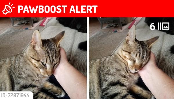Lost Male Cat last seen Balen rd, Rowland Heights, CA 91748