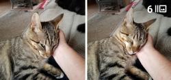 Lost Male Cat last seen Balen rd, Rowland Heights, CA 91748