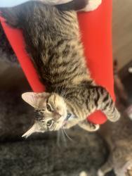 Lost Female Cat last seen Buffalo inbetween starr and cactus, Las Vegas, NV 89179