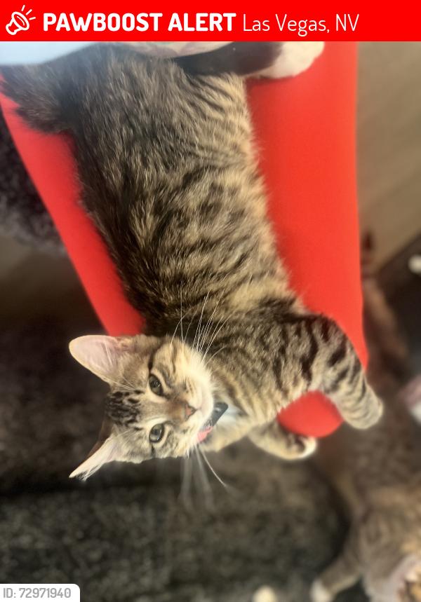 Lost Female Cat last seen Buffalo inbetween starr and cactus, Las Vegas, NV 89179