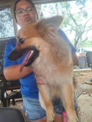 Found/Stray Male Dog last seen Von army Evans rd, Von Ormy, TX 78073