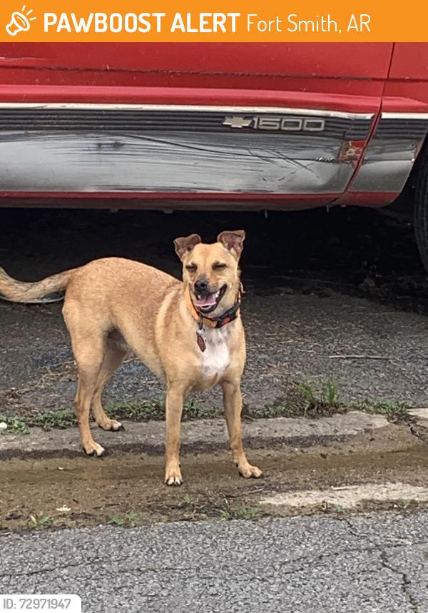 Found/Stray Male Dog last seen South 23rd & Q Street, Fort Smith, AR 72901