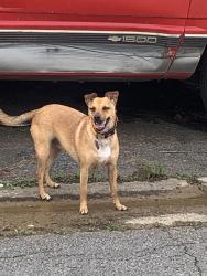 Found/Stray Male Dog last seen South 23rd & Q Street, Fort Smith, AR 72901