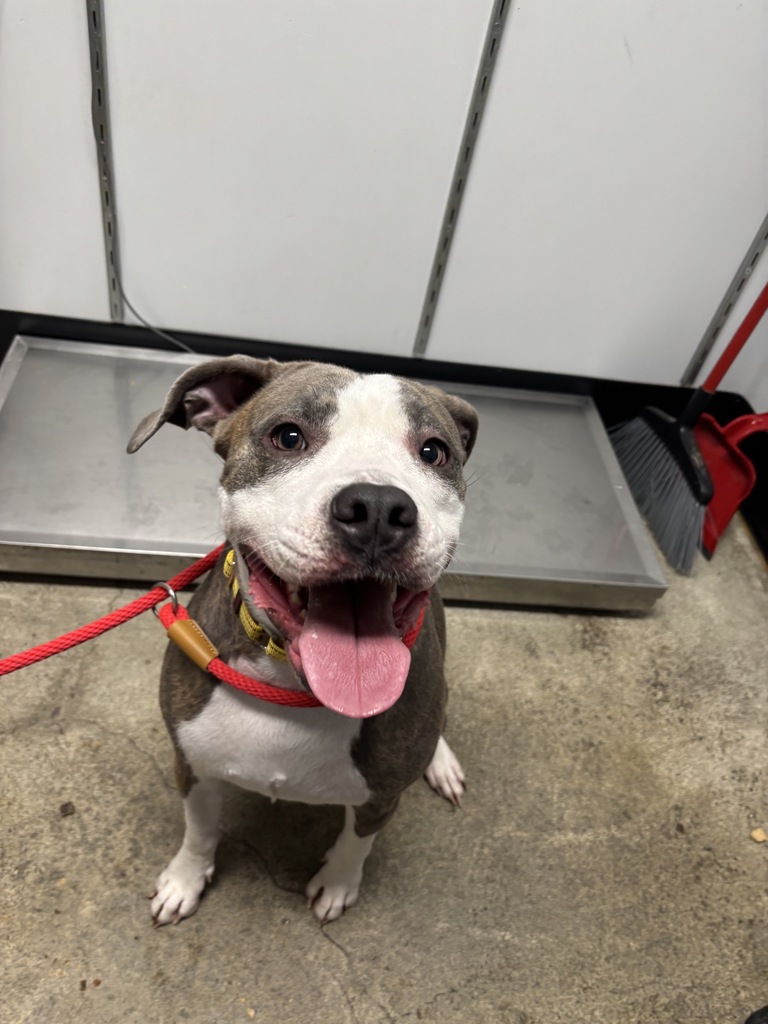 Shelter Stray Female Dog last seen Harvey Street SE, Port Orchard, WA, 98366, Silverdale, WA 98383