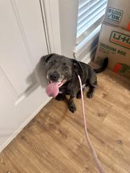 Found/Stray Male Dog last seen Tacos A Go Go Oak Forest, Houston, TX 77092