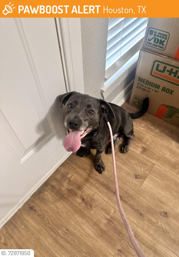 Found/Stray Male Dog last seen Tacos A Go Go Oak Forest, Houston, TX 77092