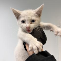 Shelter Stray Male Cat last seen Found outside home, San Diego, CA, 92102, San Diego, CA 92110