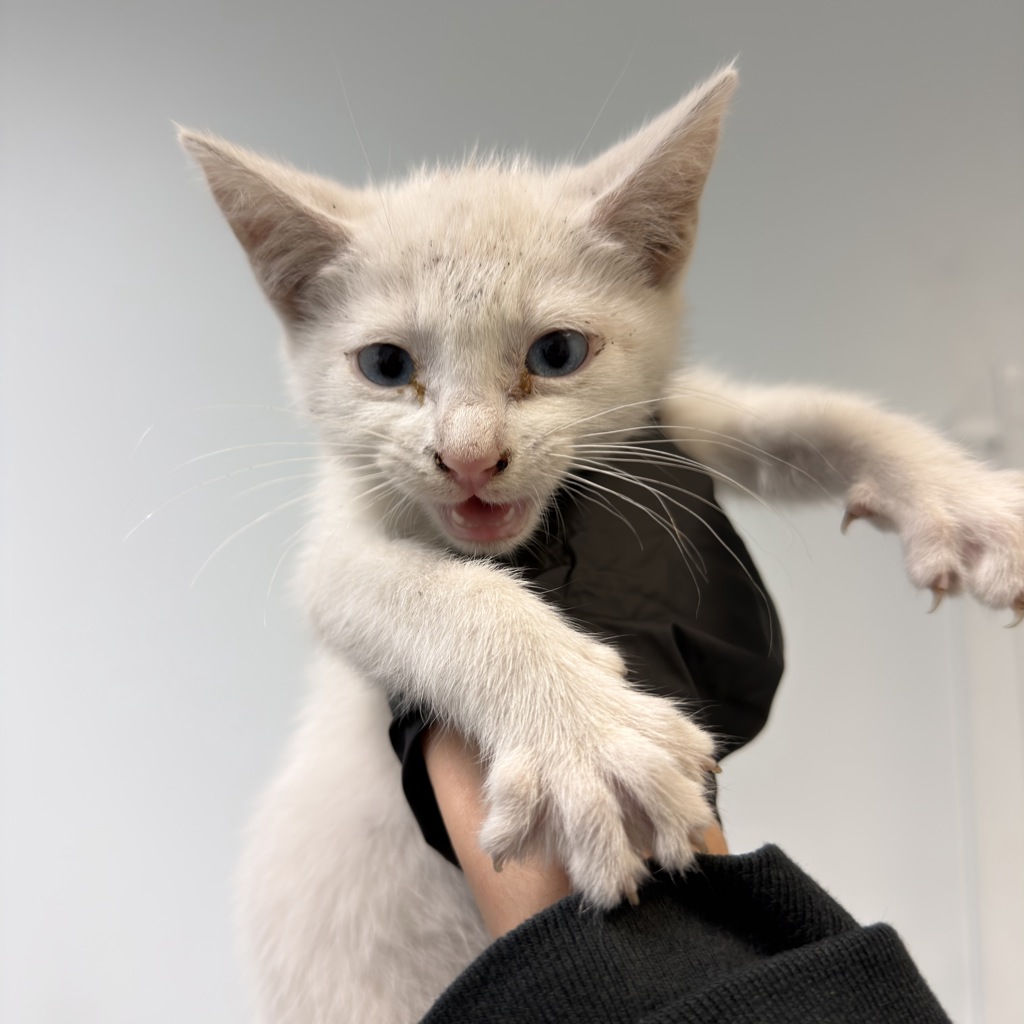 Shelter Stray Male Cat last seen Found outside home, San Diego, CA, 92102, San Diego, CA 92110