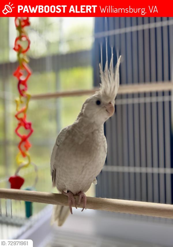 Lost Female Bird last seen Commons way, Williamsburg, VA 23185
