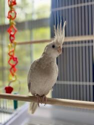 Lost Female Bird last seen Commons way, Williamsburg, VA 23185