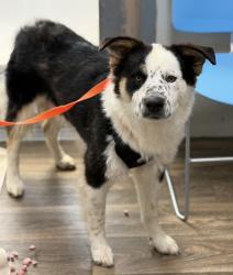 Shelter Stray Male Dog last seen 5th Street, San Diego, CA, 92101, 5500 Gaines St, San Diego, CA 92110, USA