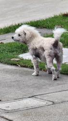 Found/Stray Male Dog last seen Deep harbor & windjammer , Huntington Beach, CA 92648