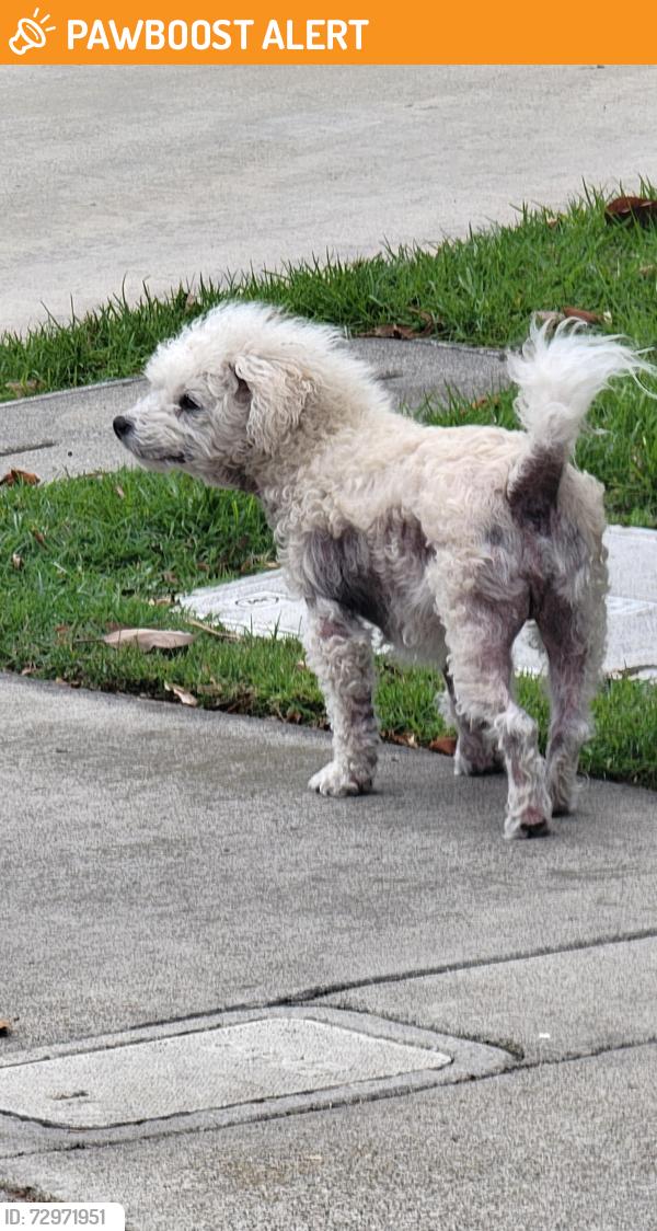 Found/Stray Male Dog last seen Deep harbor & windjammer , Huntington Beach, CA 92648