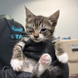 Shelter Stray Female Cat last seen Found outside home, San Diego, CA, 92105, San Diego, CA 92110