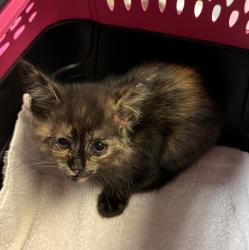 Shelter Stray Female Cat last seen Found outside in a trap, San Diego, CA, 92114, San Diego, CA 92110