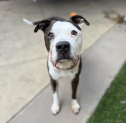 Shelter Stray Male Dog last seen Near Dwight Street, San Diego, CA, 92105, San Diego, CA 92110