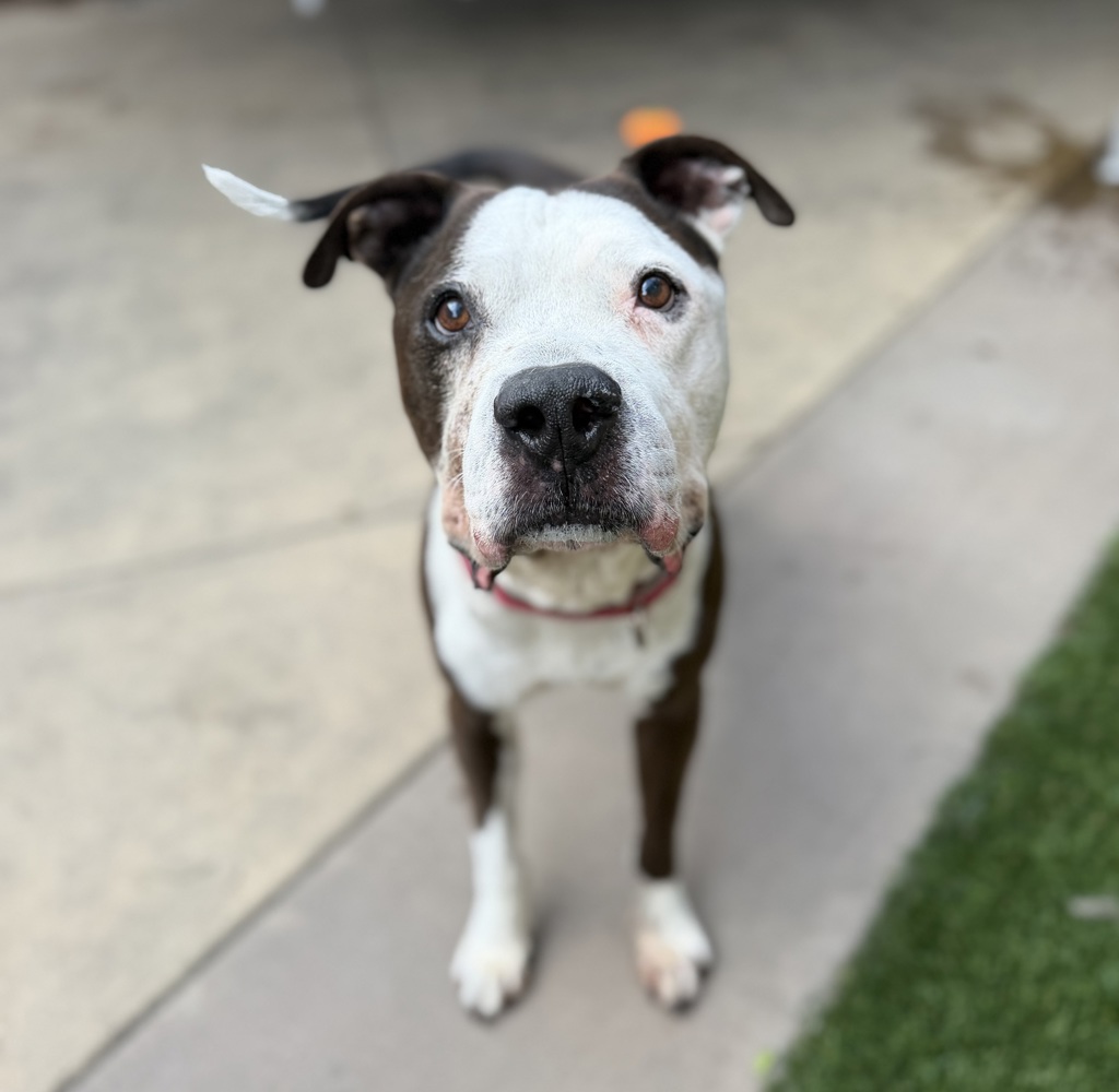 Shelter Stray Male Dog last seen Near Dwight Street, San Diego, CA, 92105, 5500 Gaines St, San Diego, CA 92110, USA