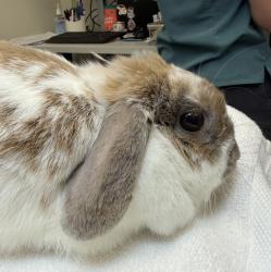 Shelter Stray Female Rabbit last seen 244th/ Halsey, TROUTDALE, OR, 97060, 1700 W Historic Columbia River Hwy, Troutdale, OR 97060, USA