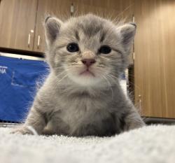 Shelter Stray Female Cat last seen NE Portland, PORTLAND, OR, 97211, 1700 W Historic Columbia River Hwy, Troutdale, OR 97060, USA
