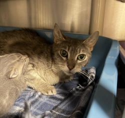 Shelter Stray Female Cat last seen 107th and NE Russell, PORTLAND, OR, 97211, 1700 W Historic Columbia River Hwy, Troutdale, OR 97060, USA