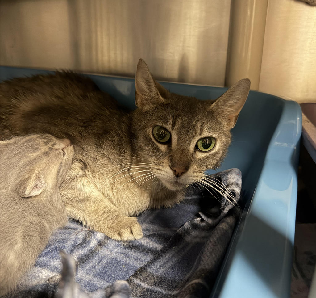 Shelter Stray Female Cat last seen 107th and NE Russell, PORTLAND, OR, 97211, 1700 W Historic Columbia River Hwy, Troutdale, OR 97060, USA