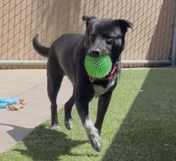 Shelter Stray Female Dog last seen Near E Mission Bay Drive, San Diego, CA, 92109, San Diego, CA 92110