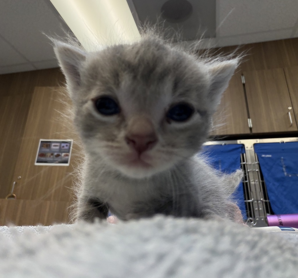 Shelter Stray Male Cat last seen NE Portland, PORTLAND, OR, 97211, 1700 W Historic Columbia River Hwy, Troutdale, OR 97060, USA