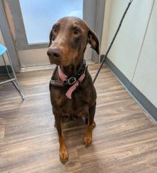 Shelter Stray Female Dog last seen Near Sunset Cliffs Boulevard, San Diego, CA, 92107, San Diego, CA 92110
