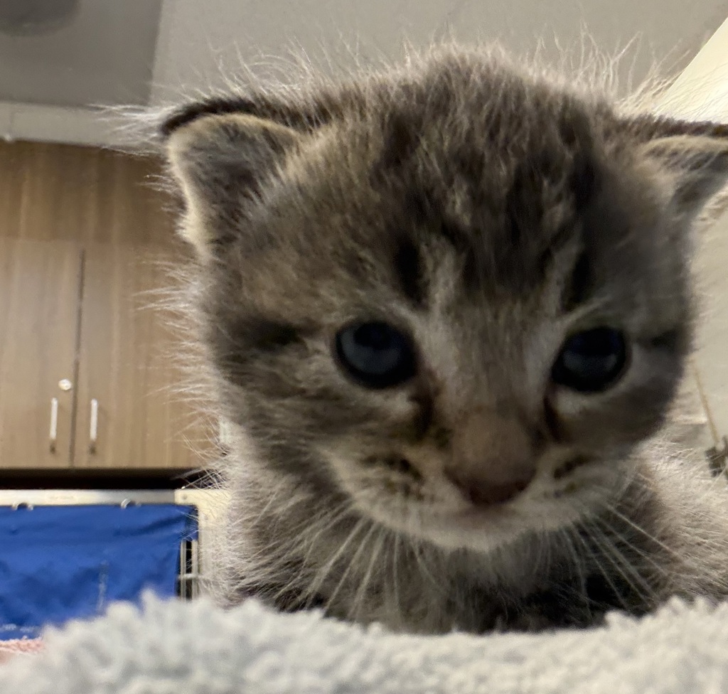 Shelter Stray Male Cat last seen NE Portland, PORTLAND, OR, 97211, 1700 W Historic Columbia River Hwy, Troutdale, OR 97060, USA