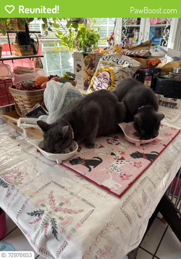 Reunited Female Cat last seen Scotty drive, Manassas Park, VA 20111