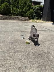 Found/Stray Unknown Cat last seen Barnes st nw, Atlanta, GA 30309