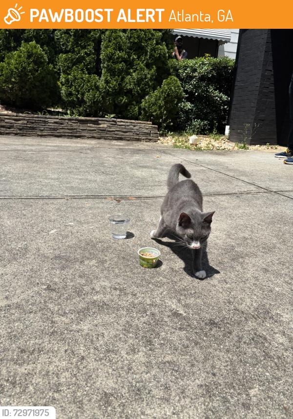 Found/Stray Unknown Cat last seen Barnes st nw, Atlanta, GA 30309