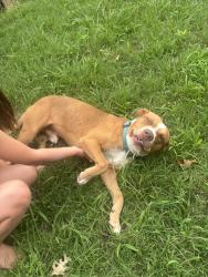 Found/Stray Male Dog last seen Whitehurst dr, Fort Worth, TX 76133