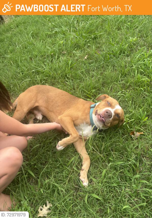 Found/Stray Male Dog last seen Whitehurst dr, Fort Worth, TX 76133