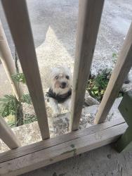 Found/Stray Female Dog last seen New York and Palo Blqnco, Laredo, TX 78046