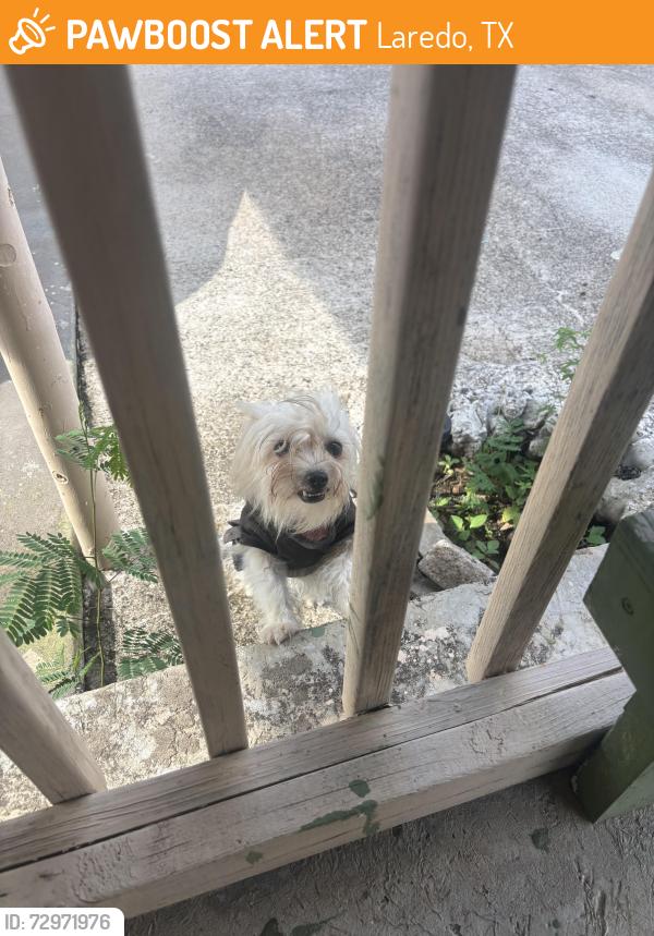 Found/Stray Female Dog last seen New York and Palo Blqnco, Laredo, TX 78046