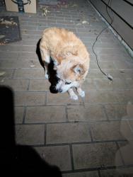 Found/Stray Male Dog last seen Riverlawn Ct , Elfers, FL 34690