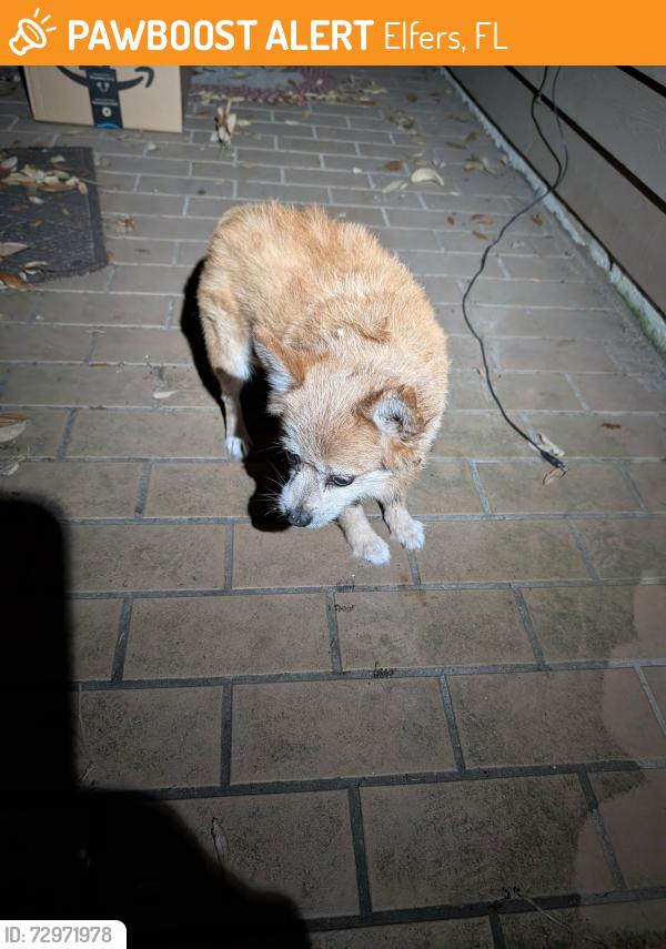 Found/Stray Male Dog last seen Riverlawn Ct , Elfers, FL 34690