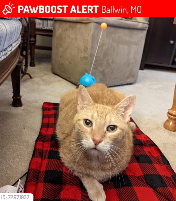Lost Male Cat last seen Near Ridgeside Dr., Ballwin, MO, Ballwin, MO 63021